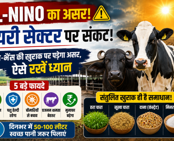 EL-Nino Impact on Dairy Farming