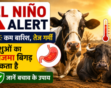 El Nino Effect on Livestock Health