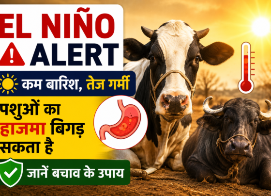 El Nino Effect on Livestock Health