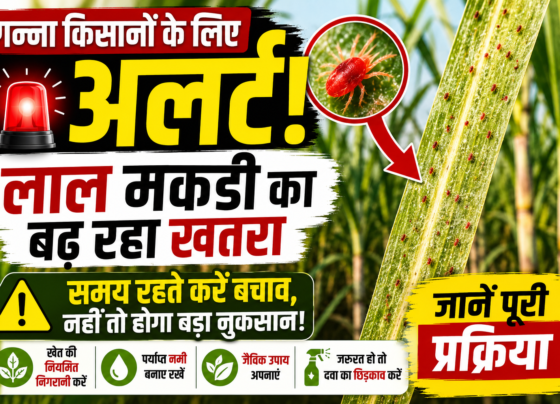 Ganna Mein Lal Makdi Ko Control Kaise Kare