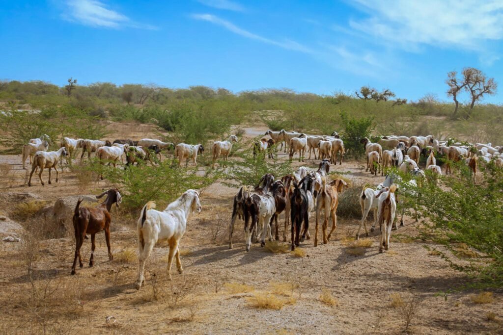 El Nino Se Bhed Bakri Ki Sehat Par Kaisa Asar Hoga
