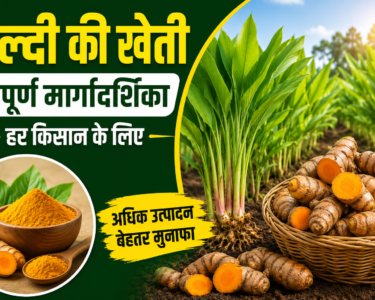 Haldi Ki Kheti Kaise Kare