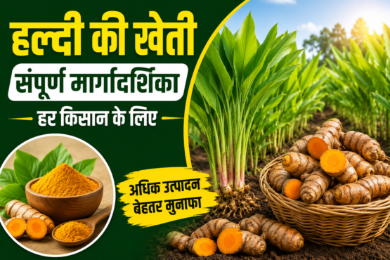 Haldi Ki Kheti Kaise Kare