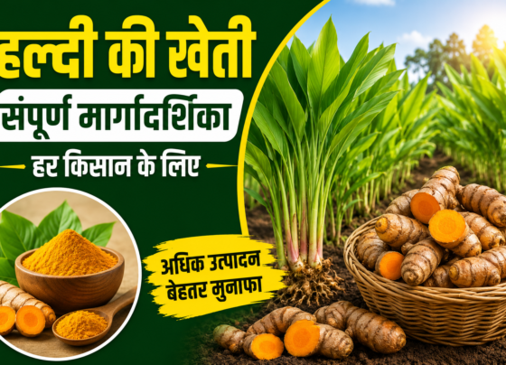 Haldi Ki Kheti Kaise Kare