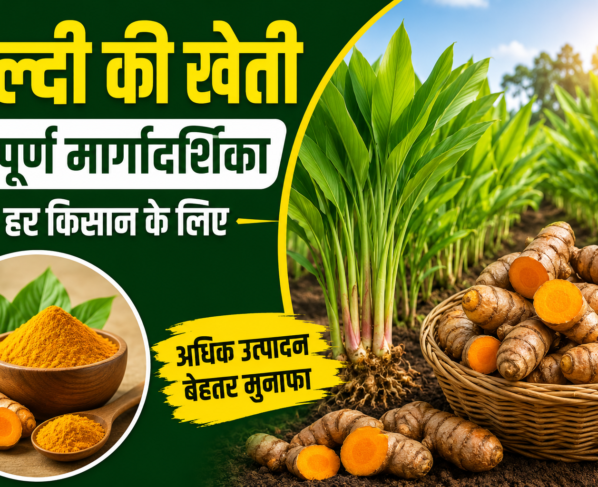 Haldi Ki Kheti Kaise Kare
