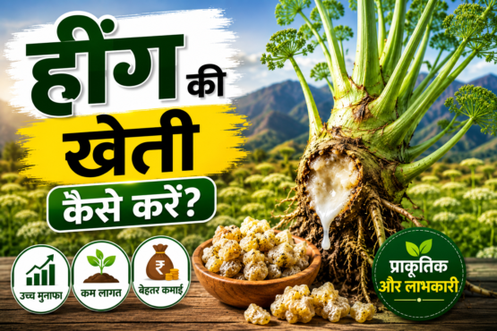 Hing Ki Kheti Kaise Kare