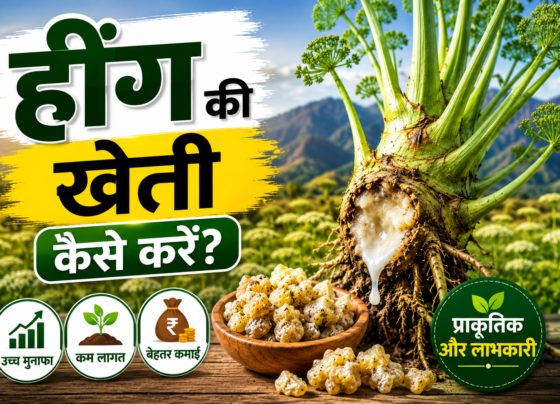 Hing Ki Kheti Kaise Kare