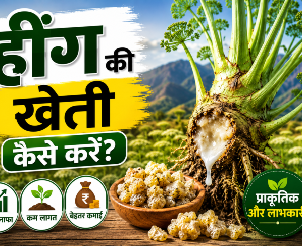 Hing Ki Kheti Kaise Kare
