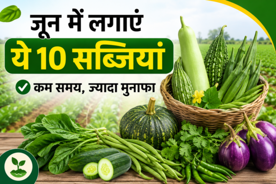 June Mein Kaun Si Sabji Lagaye
