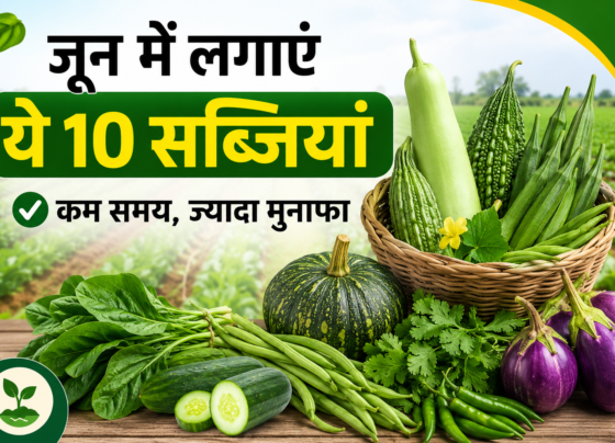 June Mein Kaun Si Sabji Lagaye