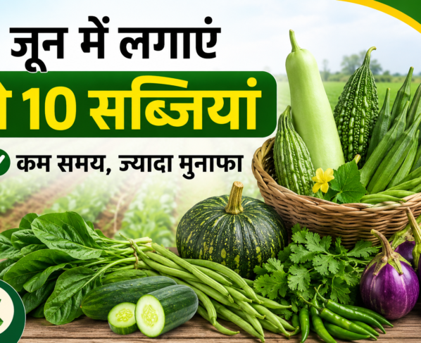 June Mein Kaun Si Sabji Lagaye