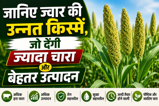 Jwar Ki Top 5 Variety