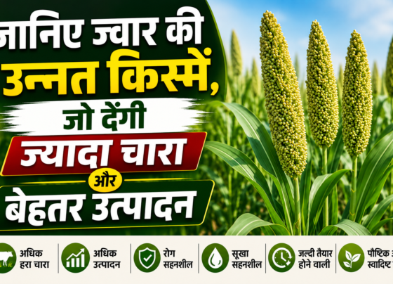 Jwar Ki Top 5 Variety