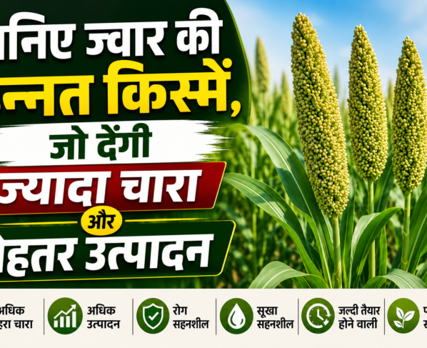 Jwar Ki Top 5 Variety