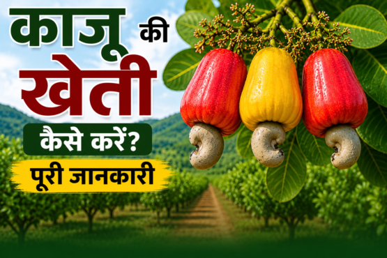 Kaju Ki Kheti Kaise Kare