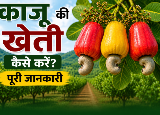 Kaju Ki Kheti Kaise Kare