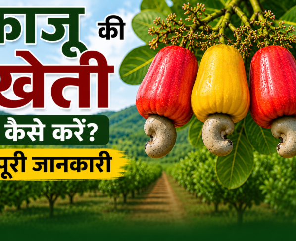 Kaju Ki Kheti Kaise Kare