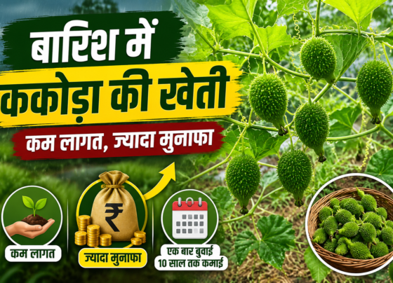 Kakoda Ki Kheti Kaise Kre