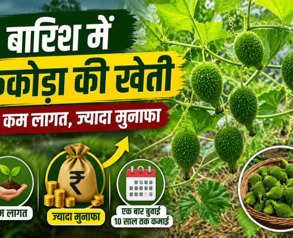 Kakoda Ki Kheti Kaise Kre