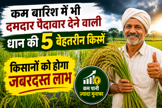 Kam Barish ki Dhaan Ki Top 5 Varieties