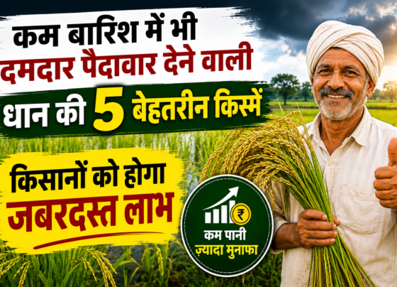 Kam Barish ki Dhaan Ki Top 5 Varieties