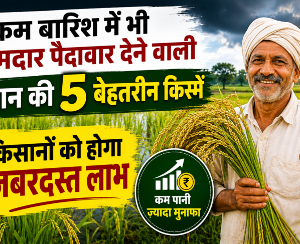 Kam Barish ki Dhaan Ki Top 5 Varieties