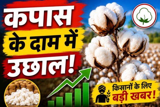 Kapas Bhav Latest News