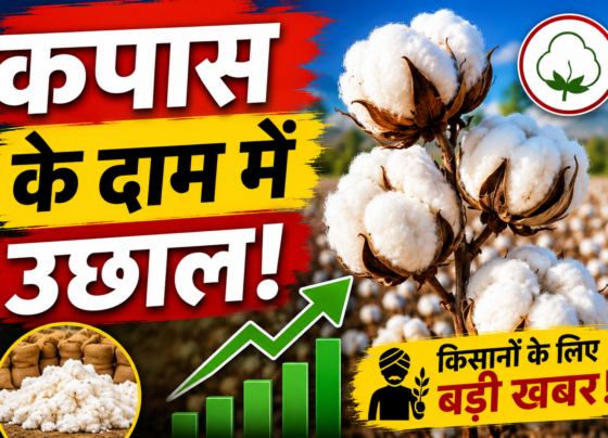 Kapas Bhav Latest News