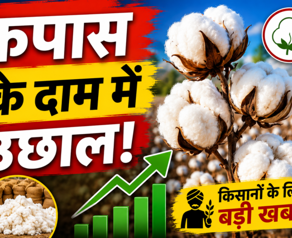 Kapas Bhav Latest News