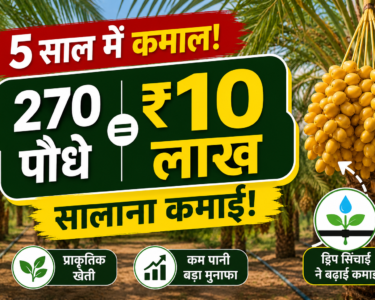 Khajur Farming Success Story Rajasthan Farmer