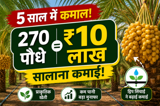 Khajur Farming Success Story Rajasthan Farmer