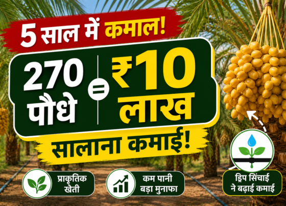 Khajur Farming Success Story Rajasthan Farmer