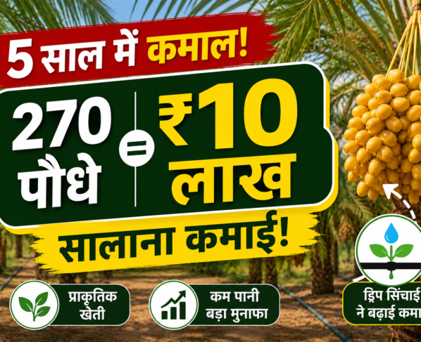 Khajur Farming Success Story Rajasthan Farmer