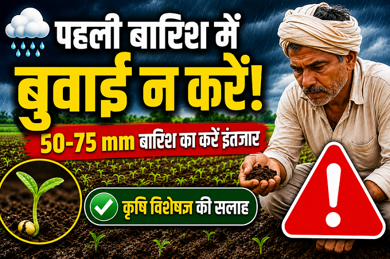 मॉनसून की पहली बारिश के तुरंत बाद न करें बुवाई, जानें सही समय और वैज्ञानिक सलाह Kharif Crop Sowing Tips