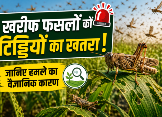 Locusts Attack Kharif Crops