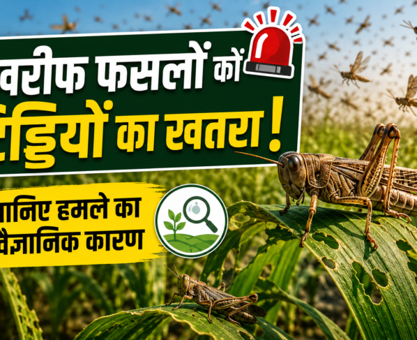 Locusts Attack Kharif Crops
