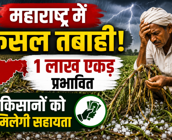 Maharashtra Crop Damage News 2026