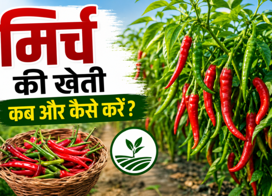 Mirch Ki Kheti Kaise Kare