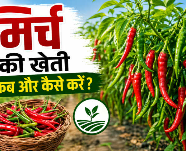 Mirch Ki Kheti Kaise Kare