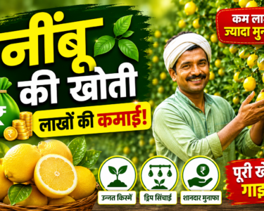 Nimbu Ki Kheti Kaise Kare