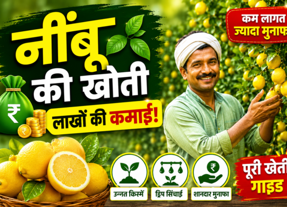 Nimbu Ki Kheti Kaise Kare