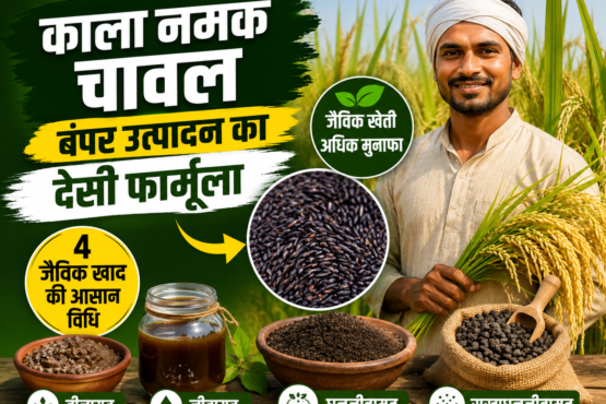 Organic Fertilizer for Kala Namak Rice