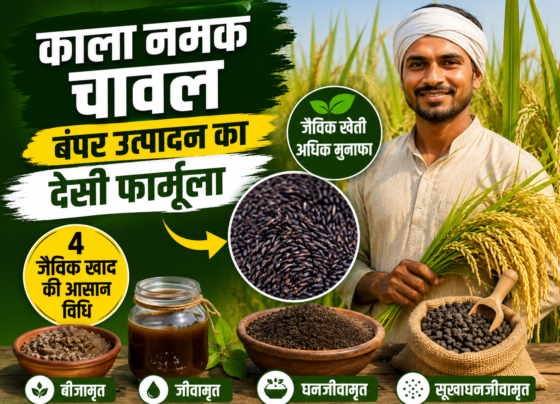 Organic Fertilizer for Kala Namak Rice