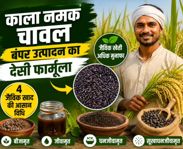Organic Fertilizer for Kala Namak Rice