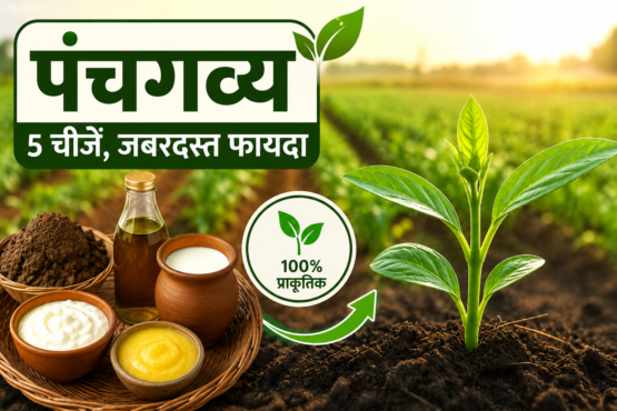 Panchagavya Organic Fertilizer