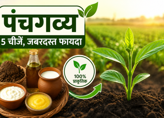 Panchagavya Organic Fertilizer
