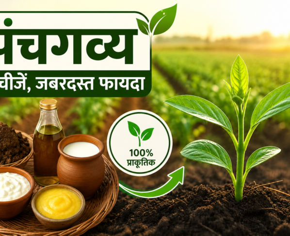 Panchagavya Organic Fertilizer