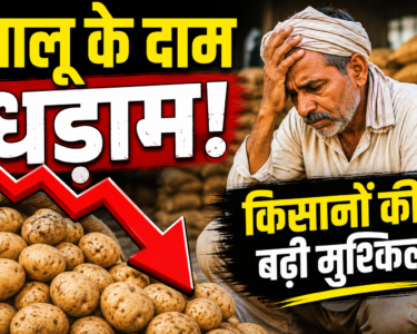 Potato Price Fall in UP MP West Bengal