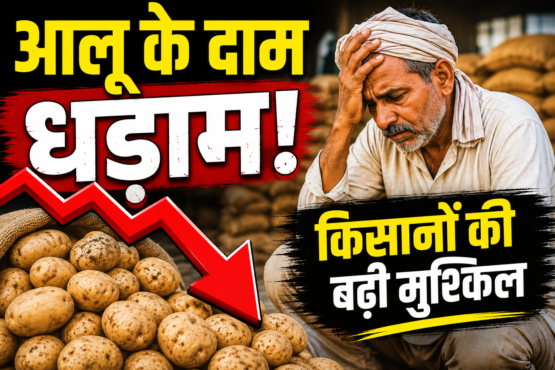 Potato Price Fall in UP MP West Bengal
