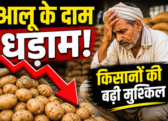 Potato Price Fall in UP MP West Bengal